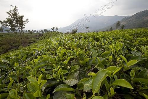 Biosphoto | 1498920 | Tea Tree plantation Kerala India  | &copy; Michel Gunther / Biosphoto