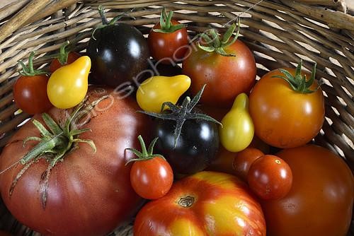 Biosphoto | 2148895 | Técolte de différentes variétés de tomates (Solanum lycopersicum), jaune orangée Persimmon, rose de Berne, cerise Poire jaune, Cerise Noire de Russie, Cerise rouge, potager, Belfort Territoire de Belfort, France | &copy; Denis Bringard / Biosphoto