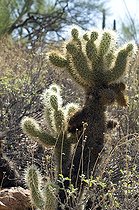 Biosphoto | 1250089 | Teddy Bear Cholla Sonora desert Arizona USA | &copy; Daniel Heuclin / Biosphoto