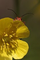 Biosphoto | 1254649 | Téléphore livide sur une fleur de Bouton d'or France | &copy; Patrick Glaume / Biosphoto