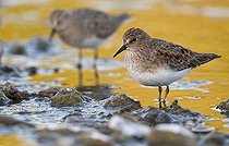 Biosphoto | 1610365 | Temminck's Stint (Calidris temminckii) | &copy; Horst Jegen / imageBROKER / Biosphoto