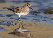 Biosphoto | 1610374 | Temminck's Stint (Calidris temminckii) | &copy; Horst Jegen / imageBROKER / Biosphoto