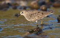 Biosphoto | 1610377 | Temminck's Stint (Calidris temminckii) | &copy; Horst Jegen / imageBROKER / Biosphoto