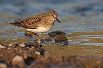 Biosphoto | 1610381 | Temminck's Stint (Calidris temminckii) | &copy; Horst Jegen / imageBROKER / Biosphoto