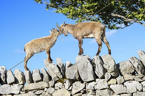 Biosphoto | 2603271 | Tender moment between a young Alpine Ibex (Capra ibex) and its mother on a spring evening, Creux du Van, Switzerland | &copy; Monique Morin / Biosphoto
