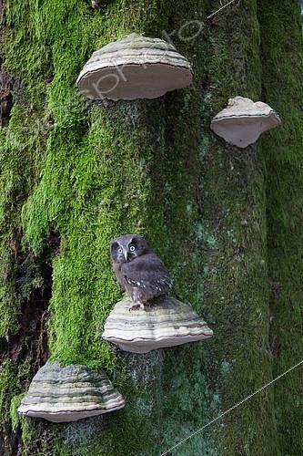 Biosphoto | 2165607 | Tengmalm's Owl (Aegolius funereus) on a Braket fungus on a trunk, Ardennes, Belgium | &copy; Philippe Moës / Biosphoto