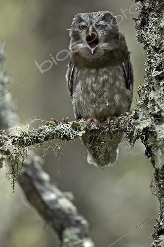 Biosphoto | 467063 | Tengmalm's Owl yawning in the forest of Fulufjället Sweden | &copy; David Allemand / Biosphoto