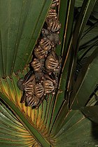 Biosphoto | 2395089 | Tent-making bat (Uroderma bilobatum) group on leaf, Costa Rica | &copy; Jean-François Noblet / Biosphoto