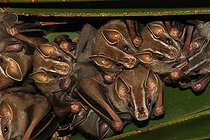 Biosphoto | 2395091 | Tent-making bat (Uroderma bilobatum) group on leaf, Costa Rica | &copy; Jean-François Noblet / Biosphoto