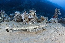 Biosphoto | 2583345 | Tentacled flathead (Papilloculiceps Behind, in the background, the SS Dunraven wreck: a ship powered by sail and steam, was built in Newcastle and launched on December 14, 1872. Three years later, in January 1876, she sailed from Liverpool, loaded with steel and timber bound for Bombay. There the cargo was sold and reloaded with spices, cotton and muslin for the return journey. On April 25, the ship ran aground on a reef outside Sha'ab Mahmoud, now part of the Ras Muhammad National Park (Raas Mohammed). | &copy; Sergio Hanquet / Biosphoto