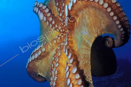 Biosphoto | 642889 | Tentacles of a Common Octopus swimming Mediterranean Sea | &copy; Didier Brandelet / Biosphoto