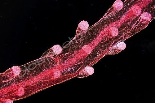 Biosphoto | 564370 | Tentacule d'Hydrozoaire en microscopie optique ; Eclairage en fond noir, grossissement x 50. Small World Competition (Nikon). Image of Distinction, 2010 | &copy; Christian Gautier / Biosphoto