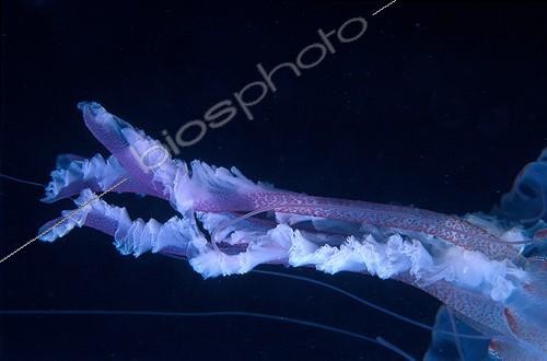 Biosphoto | 1291376 | Tentacules de Méduse pélagie en Méditerranée France ; Ces filaments peuvent atteindre plusieurs centimètres de longueur et infligent de vives brûlures | &copy; Jean-Michel Mille / Biosphoto