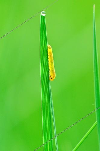 Biosphoto | 916658 | Tenthrède sur un brin d'herbe Tourraine France | &copy; Bruno Guénard / Biosphoto