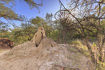 Biosphoto | 2601804 | Termite mound, Waterberg, Namibia, Africa | &copy; Alain Roux / Biosphoto