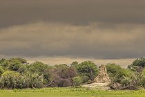 Biosphoto | 2601784 | Termitière, Namibie, Afrique | &copy; Alain Roux / Biosphoto