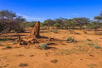 Biosphoto | 2601805 | Termitière, Otjozondjupa, Namibie, Afrique | &copy; Alain Roux / Biosphoto