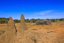 Biosphoto | 2601806 | Termitières, Otjozondjupa, Namibie, Afrique | &copy; Alain Roux / Biosphoto