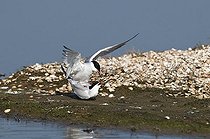 Biosphoto | 1514756 | Terns (Sterna hirundo) mating | &copy; Michael Maehrlein / imageBROKER / Biosphoto