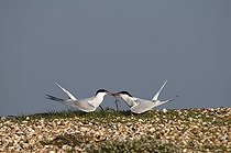 Biosphoto | 1515159 | Terns (Sterna hirundo), preparing for mating | &copy; Michael Maehrlein / imageBROKER / Biosphoto