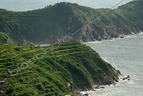 Biosphoto | 162567 | Terrace culture of Tea of Laoshan China | &copy; Angélique & Guy Bescond / Biosphoto