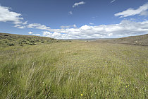 Biosphoto | 2608950 | Terre de Feu aux env. de Porvenir, Région Magallanes et Antarctique chilien, Chili | &copy; Jean-Claude Malausa / Biosphoto