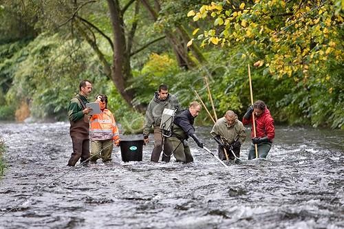Biosphoto | 490688 | Testing of the downstream migration of young Salmons France ; A tributary of the Rhine | &copy; Bruno Mathieu / Biosphoto