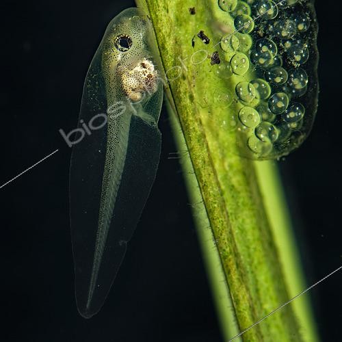Biosphoto | 2580729 | Têtard de Rainette verte sur une plante aquatique, dans une mare, commune de Couffy, Loir et Cher, France | &copy; Bruno Guénard / Biosphoto