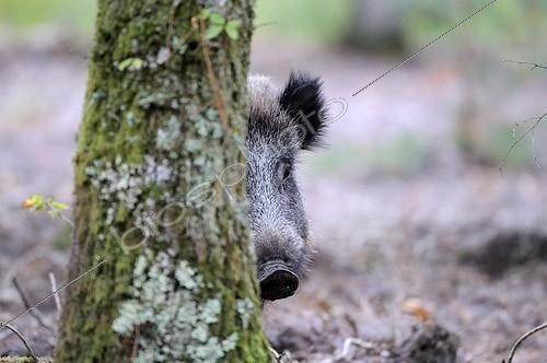 Biosphoto | 700445 | Tête de Sanglier caché derrière un arbre en sous-bois France | &copy; Jean-Luc Guet / Biosphoto