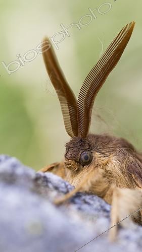 Biosphoto | 2404728 | Tête d'un Bombyx du chêne (Lasiocampa quercus) mâle, Tessin, Suisse | &copy; Ralph Martin / BIA / Biosphoto