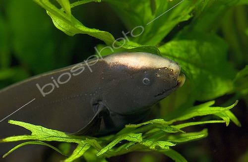 Biosphoto | 2432146 | Tête d'un Poisson-couteau (Apteronotus albifrons) | &copy; Aqua Press / Biosphoto