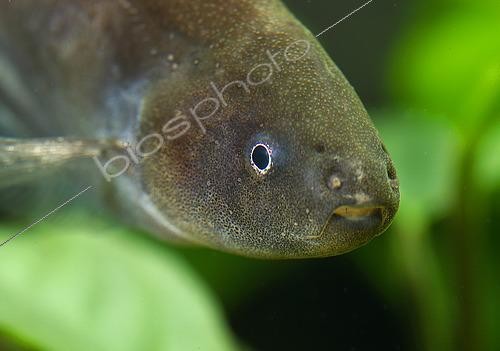 Biosphoto | 2432160 | Tête d'un Poisson-couteau de verre (Eigenmannia virescens) en aquarium | &copy; Aqua Press / Biosphoto