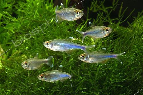 Biosphoto | 2458973 | Tétra bleu du Pérou (Knodus borki), groupe en aquarium | &copy; Aqua Press / Biosphoto