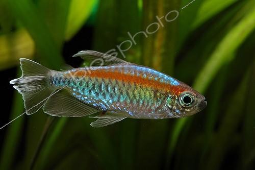 Biosphoto | 1371195 | Tétra du Congo (Phenacogrammus interruptus) en aquarium | &copy; Bruno Cavignaux / Biosphoto