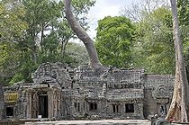 Biosphoto | 1600578 | Tetrameles tree (Tetrameles nudiflora), tree's roots overgrowing the ruins of the temple complex of Ta Prohm, Angkor Thom, UNESCO World Heritage Site, Siem Reap, Cambodia, Asia | © Walter G. Allgoewer / imageBROKER / Biosphoto
