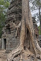 Biosphoto | 1600585 | Tetrameles tree (Tetrameles nudiflora), tree's roots overgrowing the ruins of the temple complex of Ta Prohm, Angkor Thom, UNESCO World Heritage Site, Siem Reap, Cambodia, Asia | © Walter G. Allgoewer / imageBROKER / Biosphoto