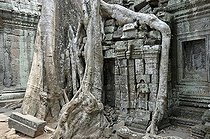 Biosphoto | 1600591 | Tetrameles tree (Tetrameles nudiflora), tree's roots overgrowing the ruins of the temple complex of Ta Prohm, Angkor Thom, UNESCO World Heritage Site, Siem Reap, Cambodia, Asia | © Walter G. Allgoewer / imageBROKER / Biosphoto