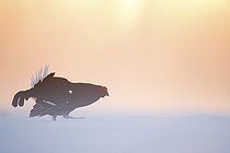 Biosphoto | 2397099 | Tétras lyre (Lyrurus tetrix) apparaissant dans la lumière tôt le matin pendant le lek en Norvège. | &copy; Tesni Ward / Biosphoto