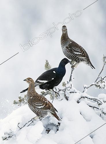 Biosphoto | 2441899 | Tétras lyre (Lyrurus tetrix) femelles et mâle sur un arbre, Suomussalmi, Finlande | &copy; Markus Varesvuo / Biosphoto