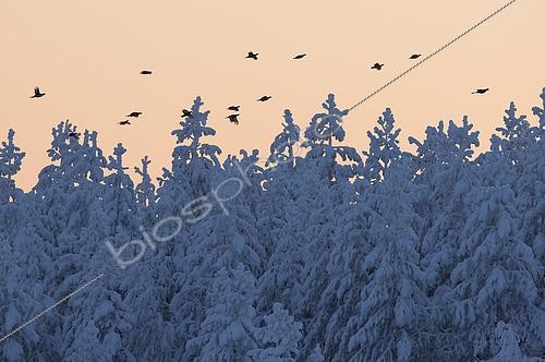 Biosphoto | 2441887 | Tétras lyre (Lyrurus tetrix), groupe en vol au dessus de la forêt enneigée, Suomussalmi, Finlande | &copy; Markus Varesvuo / Biosphoto