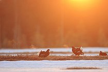 Biosphoto | 2577492 | Tétras lyre (Lyrurus tetrix) mâles sur un lek de parade sur une tourbière en Finlande | &copy; Christophe Perelle / Biosphoto