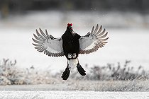 Biosphoto | 2600562 | Tétras lyre (Lyrurus tetrix), paradant, Finlande | &copy; Jean-Paul Chatagnon / Biosphoto