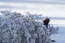 Biosphoto | 1444103 | Tétras lyre mâle sur aire de parade dans la neige Suisse | &copy; Olivier Born / Biosphoto
