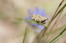 Biosphoto | 2411963 | Tétrix longicorne (Tetrix tenuicornis), Parc naturel régional des Vosges du Nord, France | &copy; Michel Rauch / Biosphoto