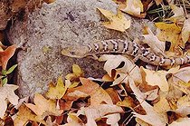 Biosphoto | 1197231 | Texas Alligator Lizard (Gerrhonotus infernalis), adult in leaf litter of Bigtooth Maple (Acer grandidentatum), Lost Maples State Park, Hill Country, Central Texas, USA | &copy; Rolf Nussbaumer / imageBROKER / Biosphoto
