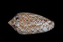 Biosphoto | 2609799 | Textile cone snail (Conus textile) on a black background, Diego-Suarez Bay, Madagascar. | &copy; Dominique Halleux / Biosphoto