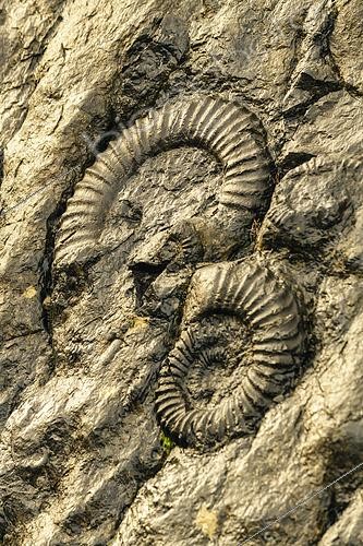 Biosphoto | 2462001 | The Ammonite Slab in the rising sun in the rain. Over 320 square meters, there are more than 1550 ammonites of all sizes, the largest of which have a diameter of 70 cm! Main species: Coroniceras multicostatum (200 Ma), Digne Geological Reserve, Alpes de Haute Provence, France | &copy; Jean-Philippe Delobelle / Biosphoto