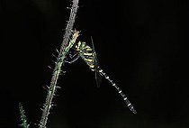 Biosphoto | 1519830 | The golden-ringed dragonfly Cordulegaster boltoni Deutschland | &copy; Siepmann / imageBROKER / Biosphoto