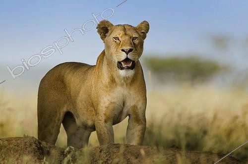 Biosphoto | 2057239 | The look of the lioness - Lioness wathcing for a prey | &copy; Alberto Ghizzi Panizza / Biosphoto
