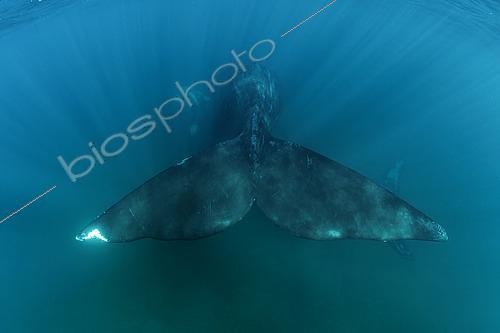 Biosphoto | 2607132 | The massive tail ot a Southern Right Whale, (Eubalaena australis), in the shallow protected waters of the Golfo Nuevo, Valdez Peninsula, UNESCO World Heritage site, Argentina. | &copy; Franco Banfi / Biosphoto